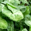 Syngonium Green Arrowhead Plant Cuttings - Indoor Houseplant Propagation - Live Clippings, Starter Plants