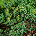 Garbanzo Bean Seeds 12 oz | Organic Chickpea Seeds for Planting | Cicer arietinum Edible Legumes