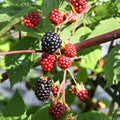 Triple Crown Thornless Blackberry Cuttings 10 Pcs Pesticide-Free Non-GMO Rubus fruticosus Live Plant Starter