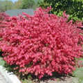 Burning Bush Cuttings Set of 12 Unrooted 6-8 Inches Euonymus alatus Ornamental Shrubs Live Plant Starter