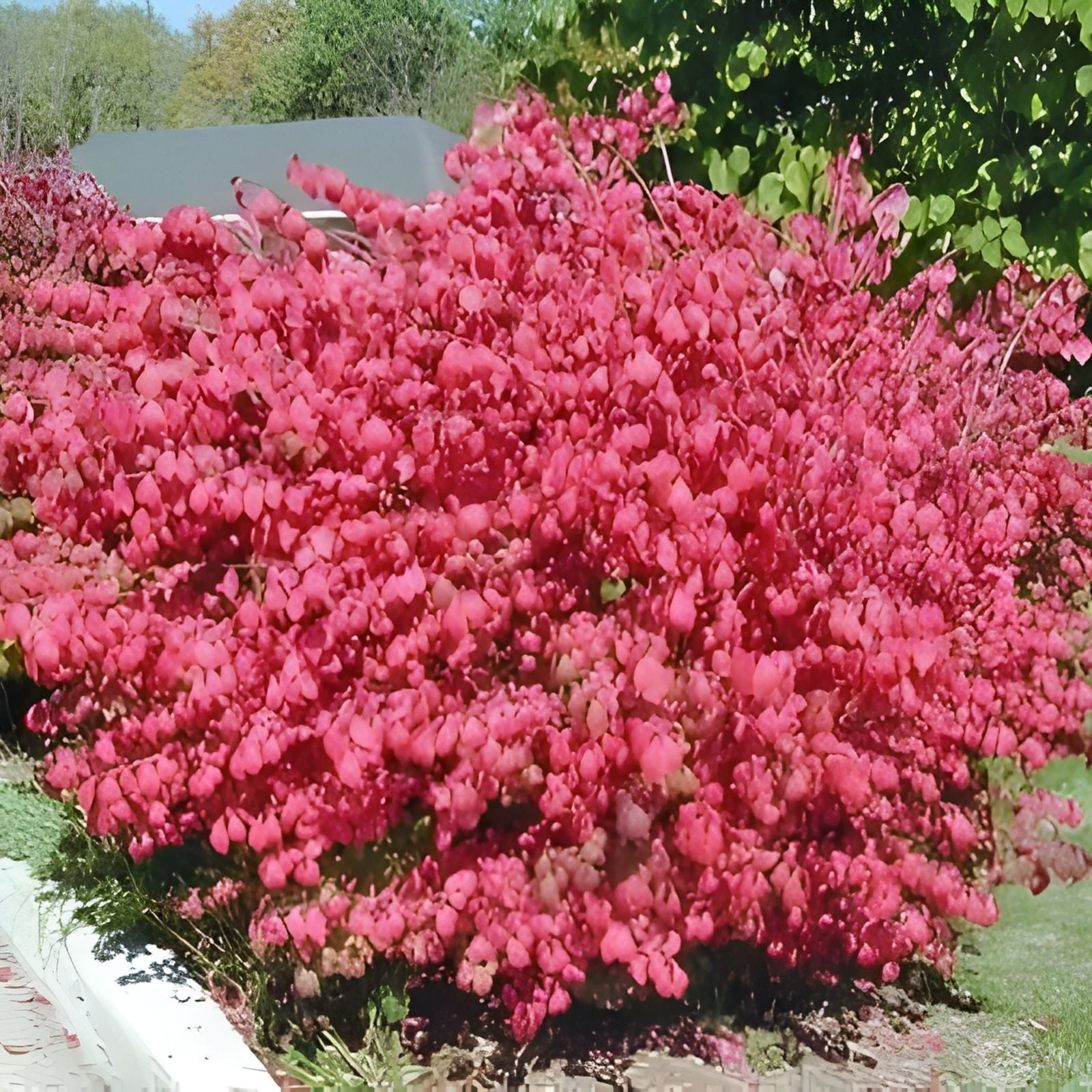Burning Bush Cuttings Set of 12 Unrooted 6-8 Inches Euonymus alatus Ornamental Shrubs Live Plant Starter