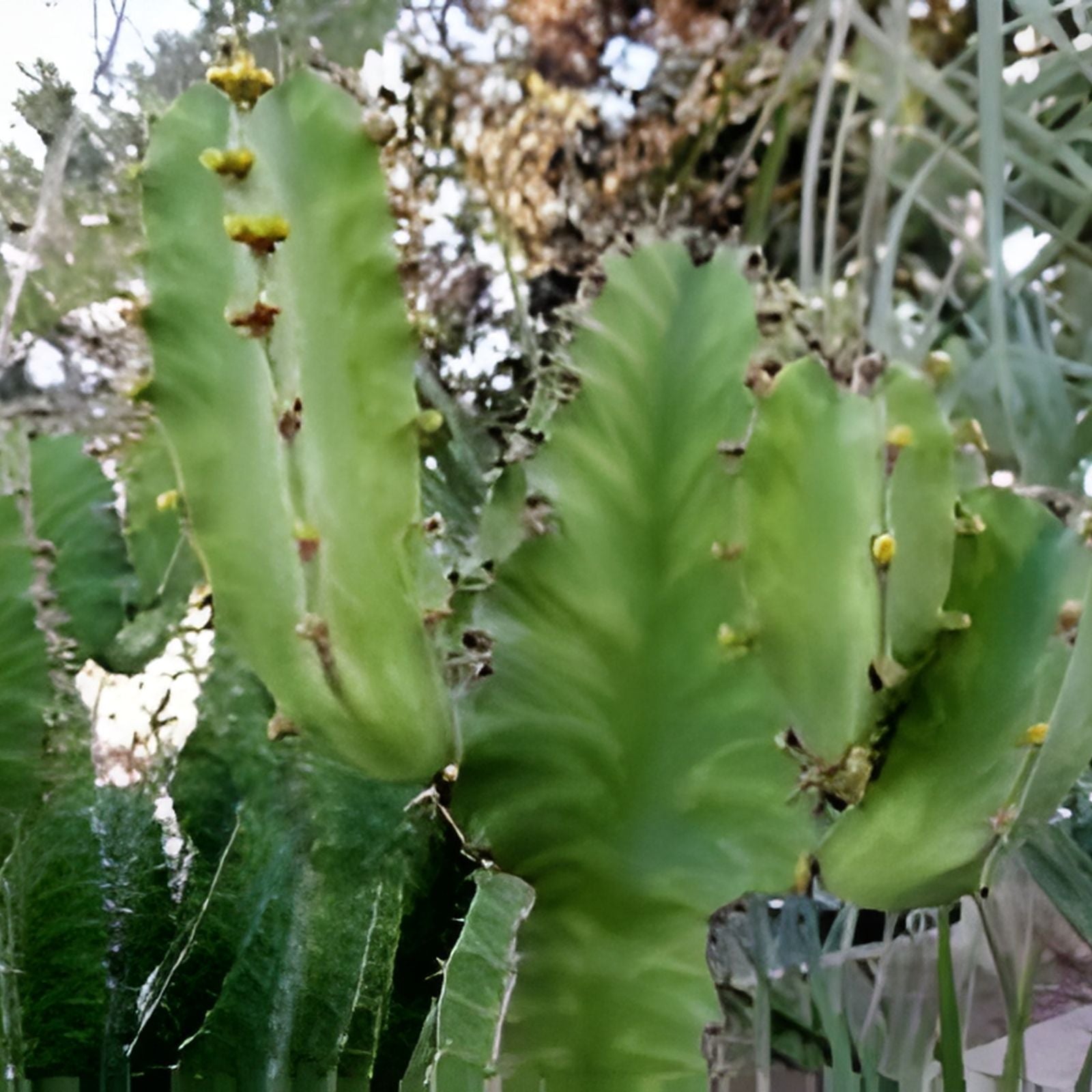 Euphorbia 'Watusi' Cutting - Rare Drought-Resistant Succulent Houseplant in 6-inch Pot
