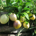 Pepino Melon Cuttings 8 Varieties | Solanum muricatum Fruit Plants for Garden Patio Container Growing