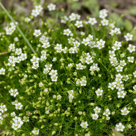 Irish Moss Seeds Ground Cover – Sagina subulata Live Plant, Green Foliage, Easy to Grow, Starter Plant