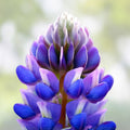 Arroyo Lupine Seeds 100 Count – Purple Wildflower Seeds for Garden Landscaping, Lupinus succulentus, Live Plant or Cutting