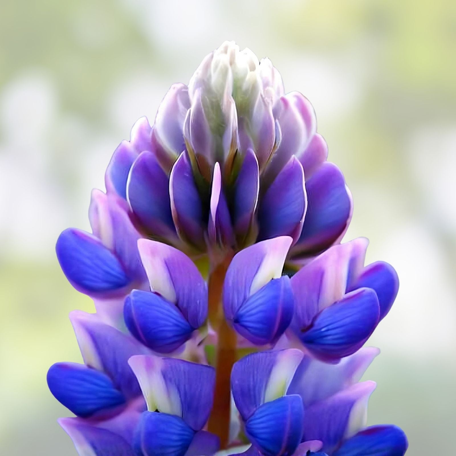 Arroyo Lupine Seeds 100 Count – Purple Wildflower Seeds for Garden Landscaping, Lupinus succulentus, Live Plant or Cutting