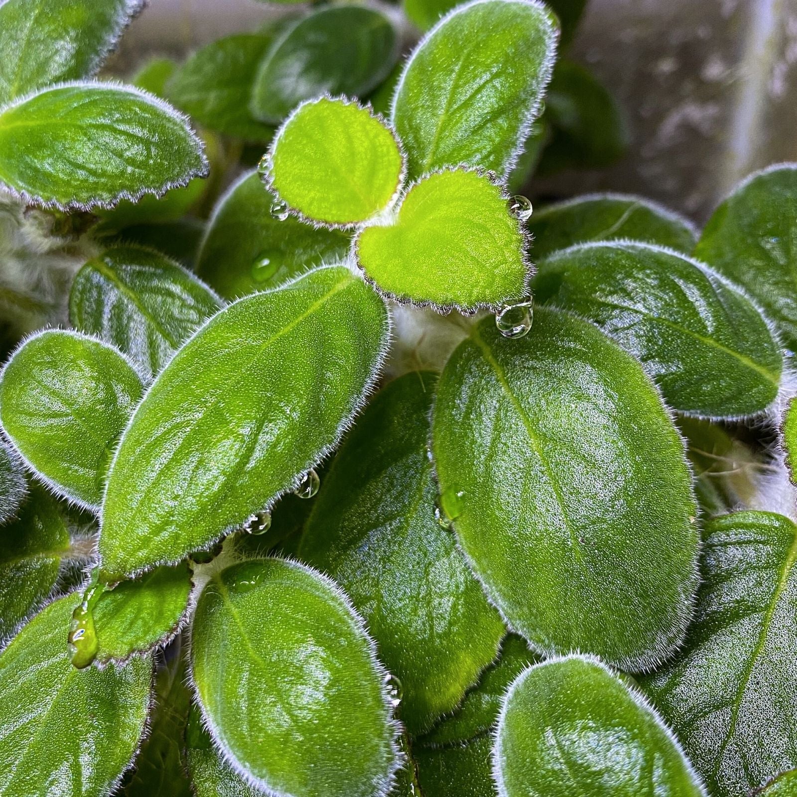 Nautilocalyx Adenosiphon Cuttings - Tropical Indoor Plant - Houseplant Foliage - Live Starter Plant for Terrarium Gardening