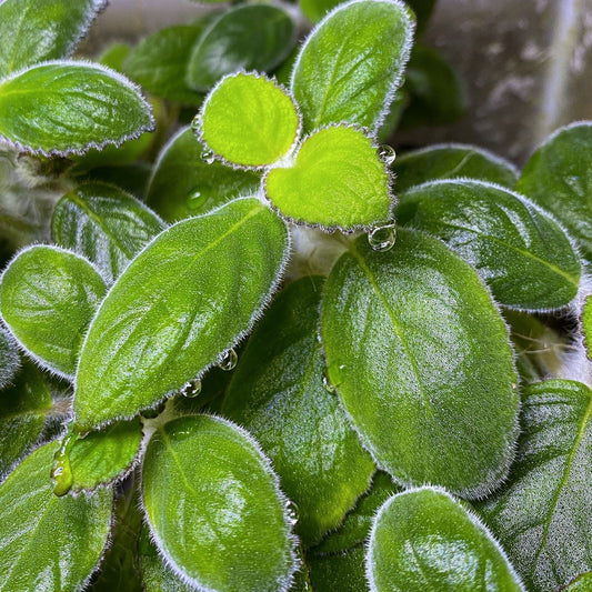 Nautilocalyx Adenosiphon Cuttings - Tropical Indoor Plant - Houseplant Foliage - Live Starter Plant for Terrarium Gardening