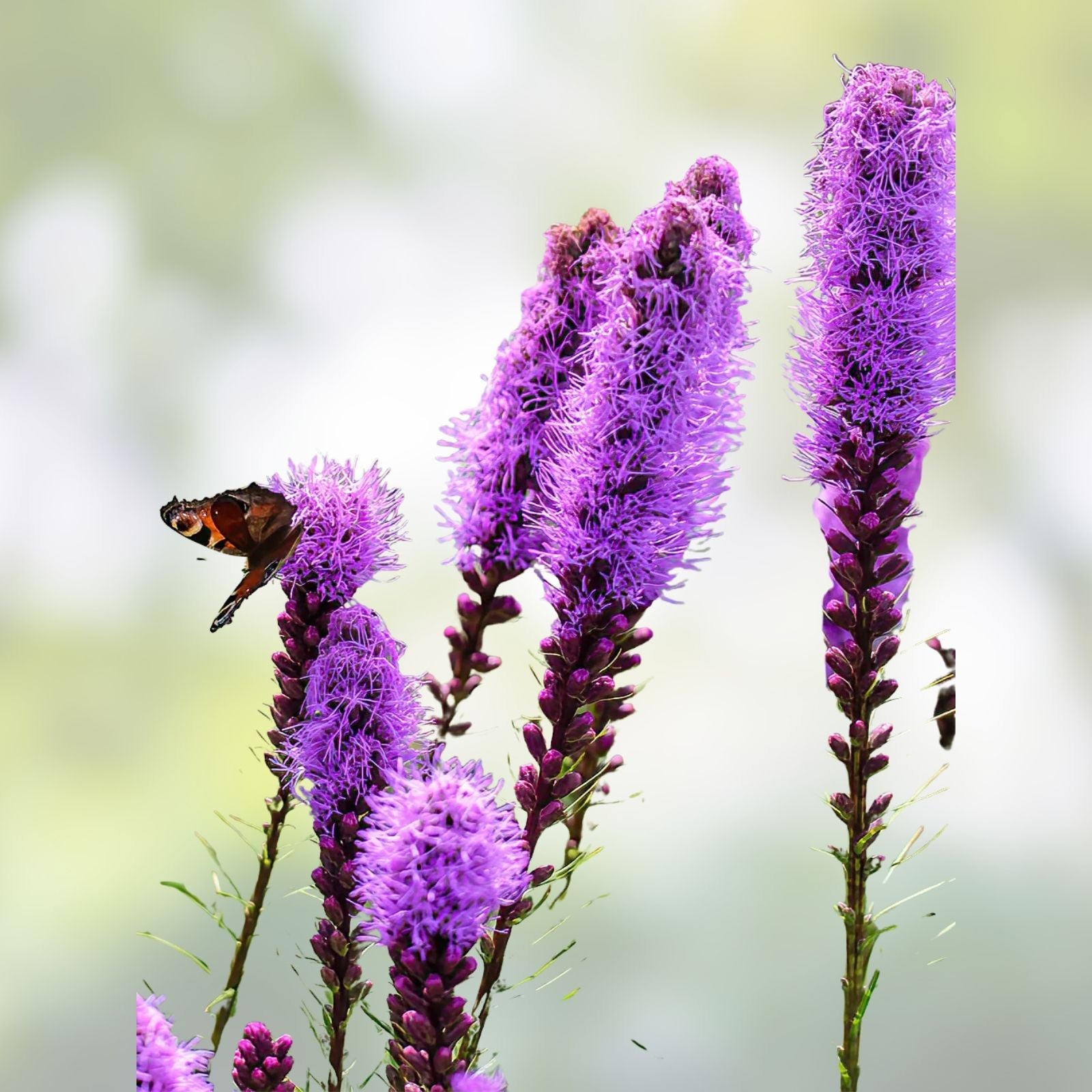 Purple Blazing Star Liatris spicata Bare Root Perennials Set of 3 Live Garden Flowers for Zones 3-8