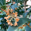 Apricot Echo Sweet Olive Plant Osmanthus fragrans Fragrant Live Starter Plant for Garden or Indoor