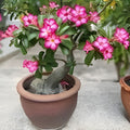 Adenium obesum Merrylynn's Pink Desert Rose Succulent Live Plant 2.5" Pot Pink Flowering Houseplant