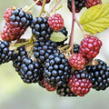 Wild Blackberry Bush Cuttings Set of 12 – Rubus fruticosus – Unrooted Gardening Plants for Landscaping and Fast Growth