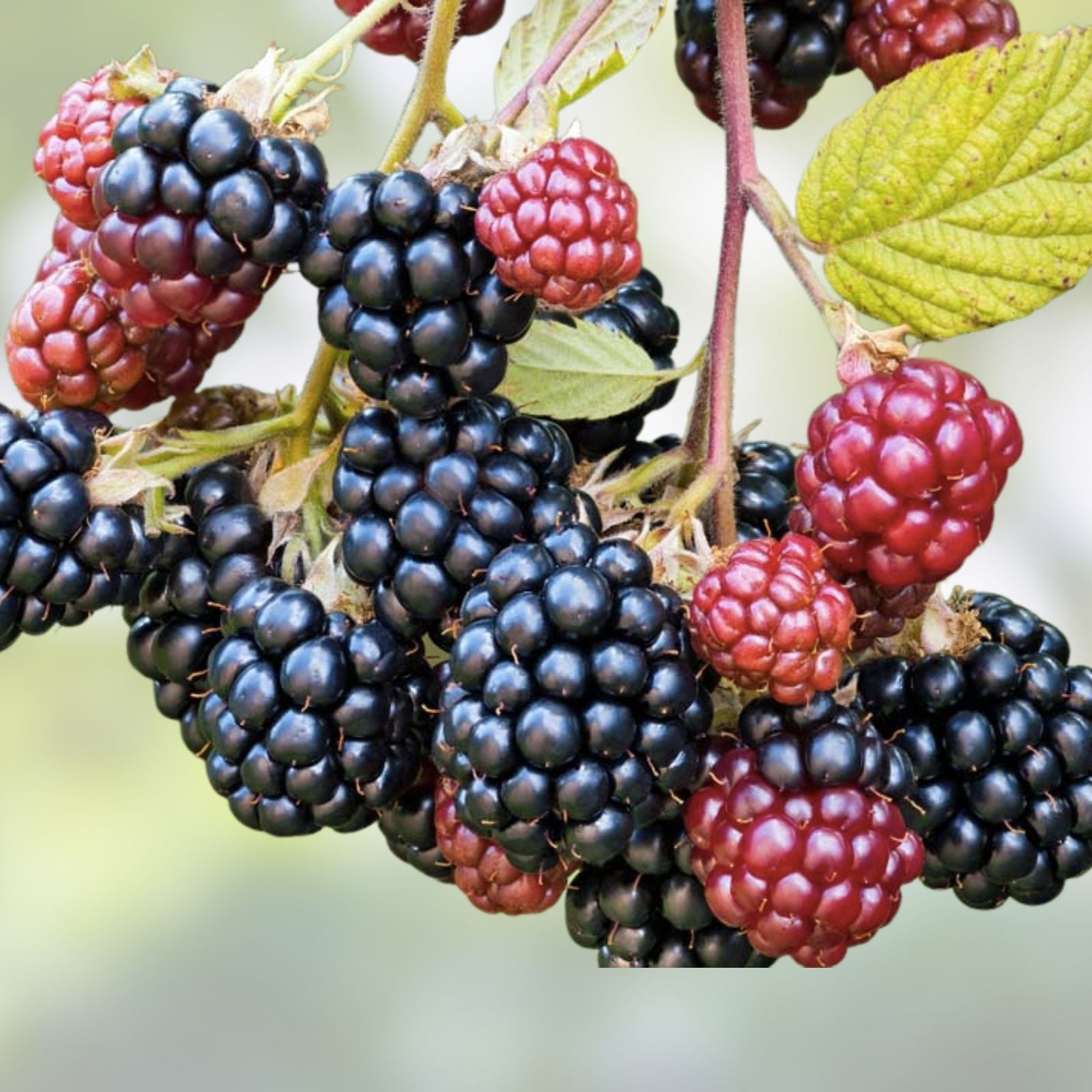 Wild Blackberry Bush Cuttings Set of 12 – Rubus fruticosus – Unrooted Gardening Plants for Landscaping and Fast Growth