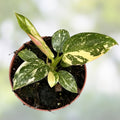 15 Assorted Live Plant Cuttings for Propagation, Easy to Grow Houseplants, Garden Starter Plants, Rooted Plant Varieties