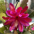 Epiphyllum Cuttings Georges Favorite Orchid Cactus Succulent 6-8 Inches Live Plant Houseplant Starter