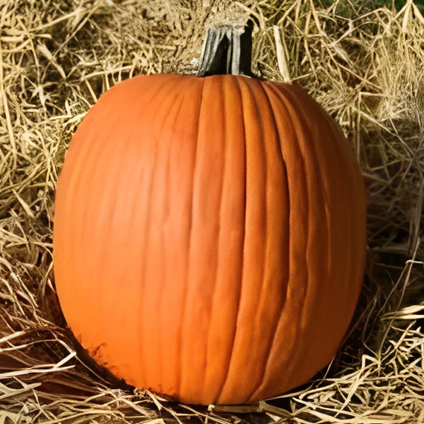 Jack O' Lantern Pumpkin Seeds 20 Pack, Organic Cucurbita pepo, Medium Sized, Symmetrical Fruit for Halloween Decor
