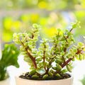 Elephant Bush Succulent Stems 5 Pack Portulacaria Afra Live Plant Indoor Outdoor Easy Care Cuttings