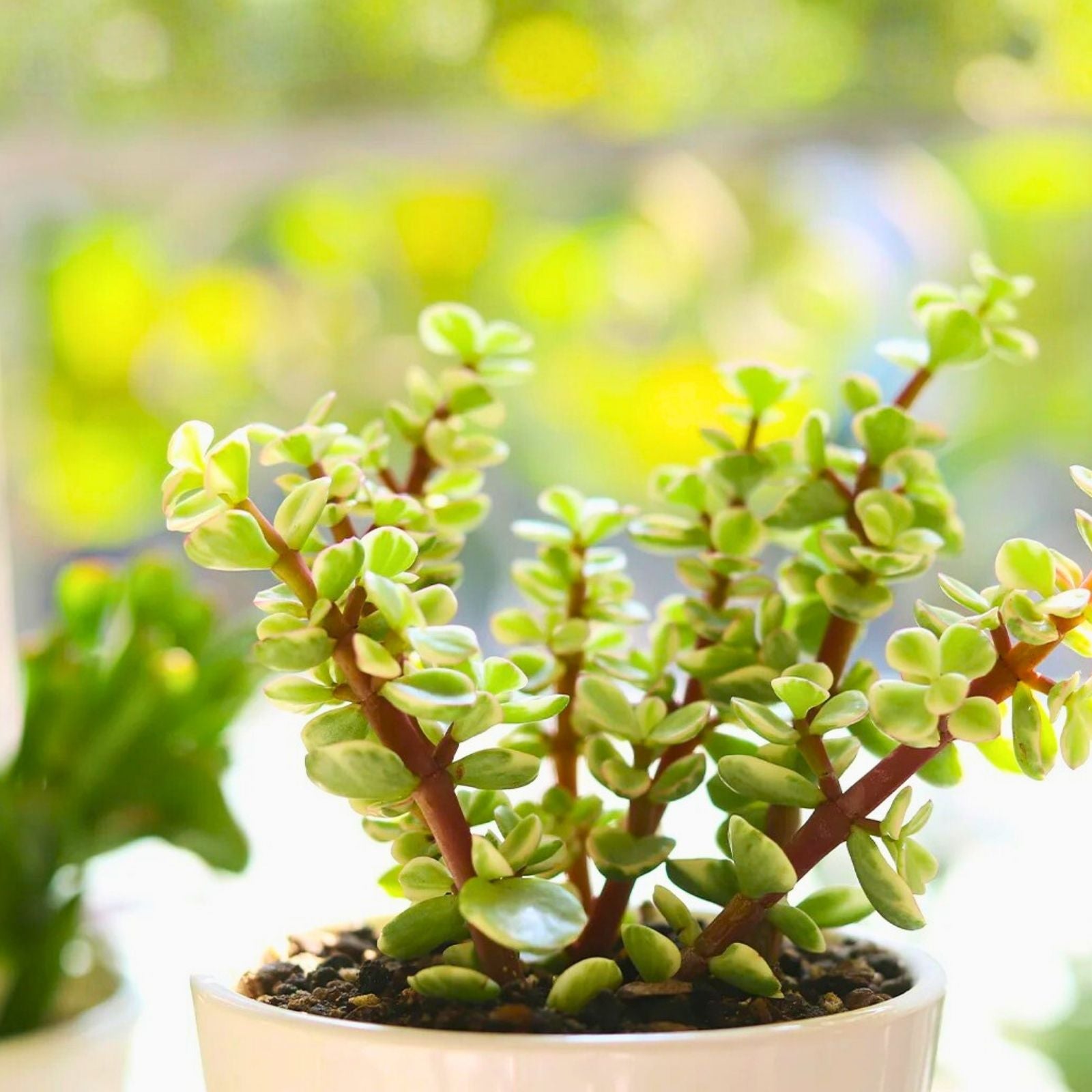 Elephant Bush Succulent Stems 5 Pack Portulacaria Afra Live Plant Indoor Outdoor Easy Care Cuttings