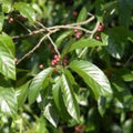 Winterberry Bush Seeds 50 Pack - Ilex verticillata Berry-Producing Shrubs for Landscaping and Ornamental Winter Planting