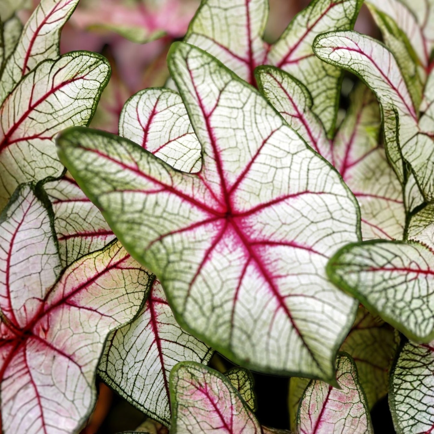 Caladium Bulbs 2 Pack White Queen, Live Indoor Outdoor Plant, Caladium bicolor, Starter Plant, Easy Care Houseplant
