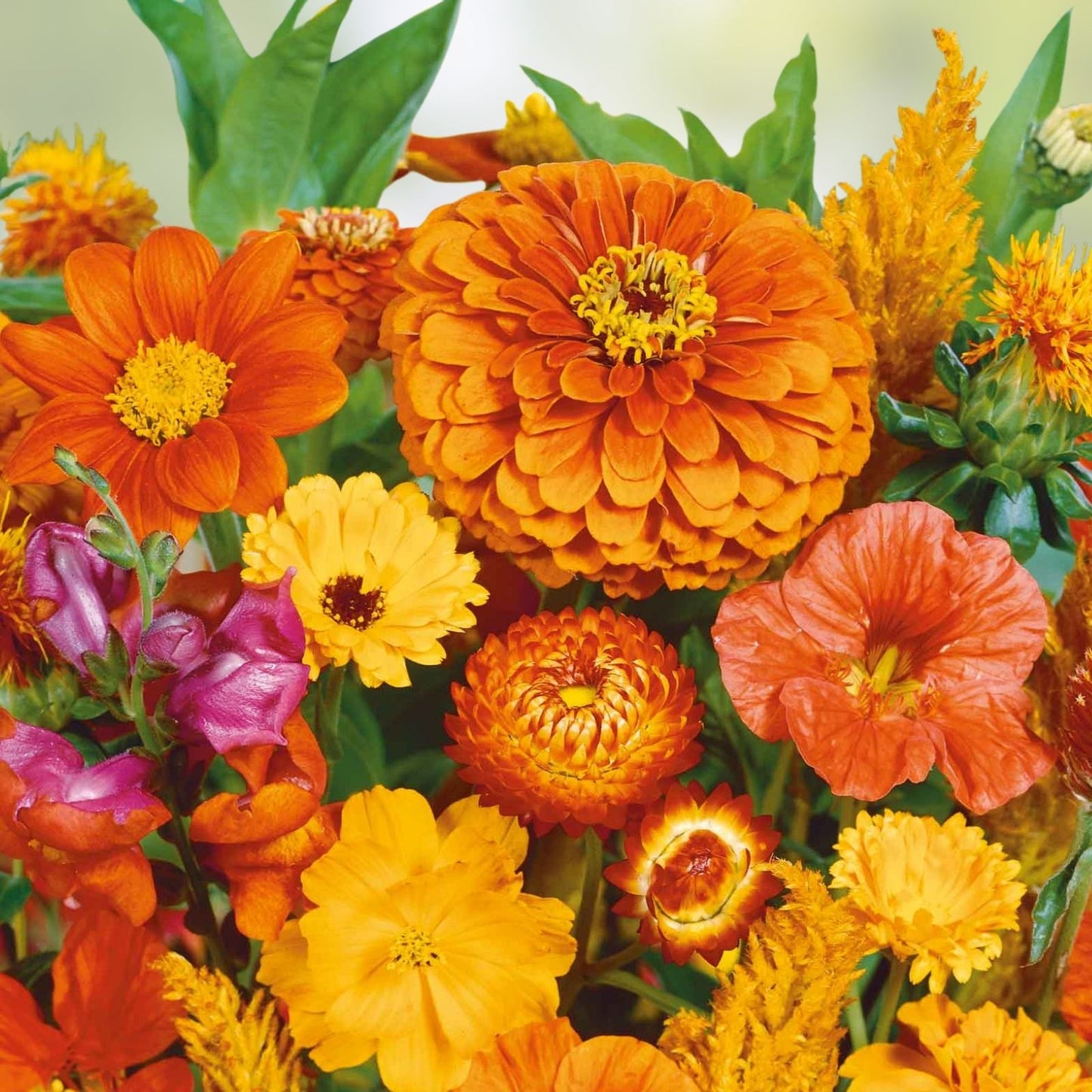 Orange Wildflower Seed Mix 200 Seeds Organic Non-GMO Pollinator Garden Wildflower Seeds for Bees Butterflies