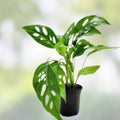 Monstera Minima Rooted Cutting - Live Indoor Air-Purifying Houseplant - Monstera adansonii