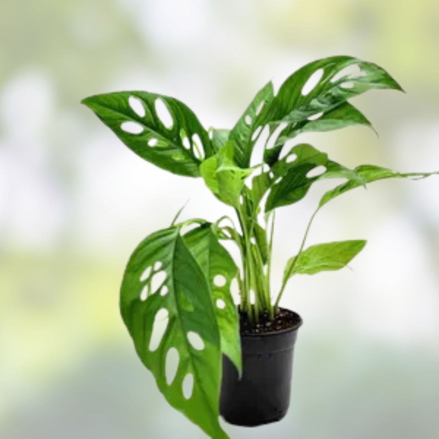 Monstera Minima Rooted Cutting - Live Indoor Air-Purifying Houseplant - Monstera adansonii