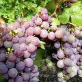 Strawberry Grape Cuttings – 10 Rooting Vitis vinifera 'Strawberry' Planting Material for Garden or Patio