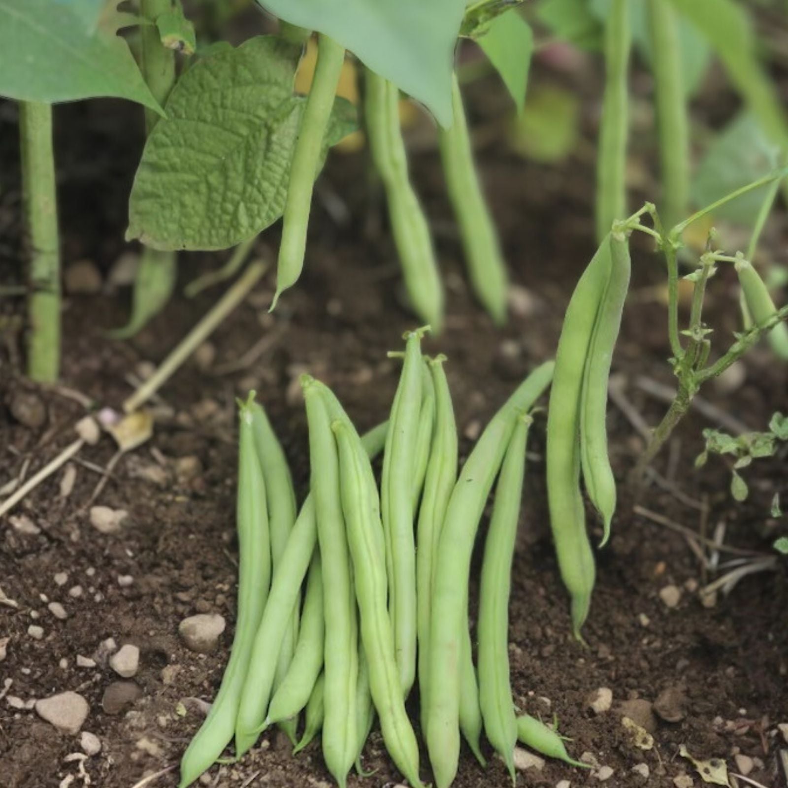 Black Valentine Bean Seeds Heirloom Non-GMO Phaseolus vulgaris Live Plant Cutting Starter Plant for Gardening and Cooking