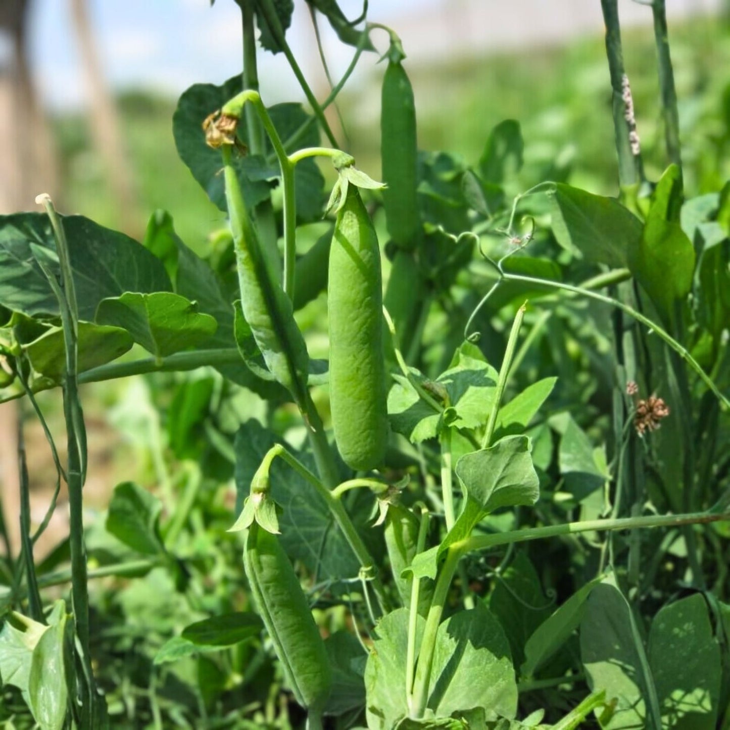 Heirloom Little Marvel Pea Seeds Non-GMO 100+ Starter Plants for Vegetable Garden Pisum sativum