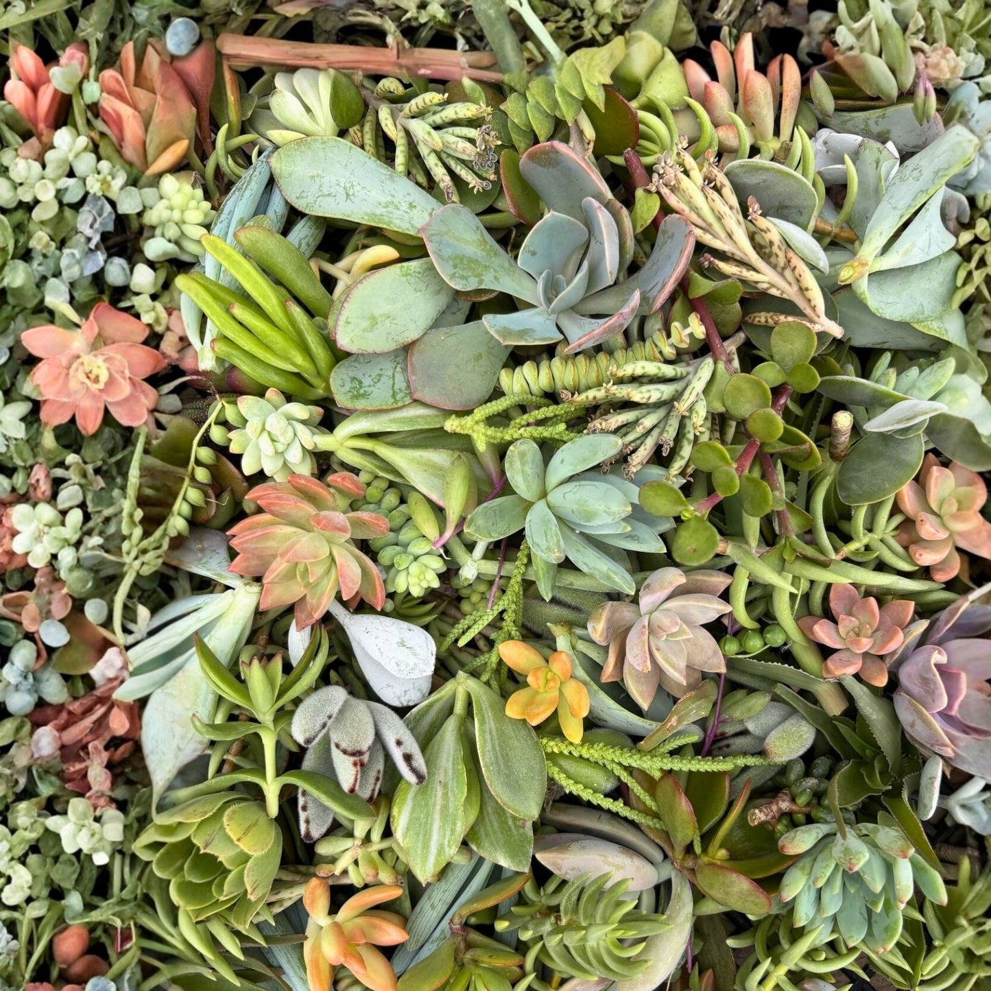 Live Succulent Cuttings Set of 5 Assorted Varieties Indoor Outdoor Garden Decor DIY Plants