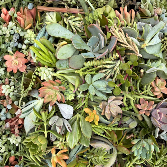 Live Succulent Cuttings Set of 5 Assorted Varieties Indoor Outdoor Garden Decor DIY Plants