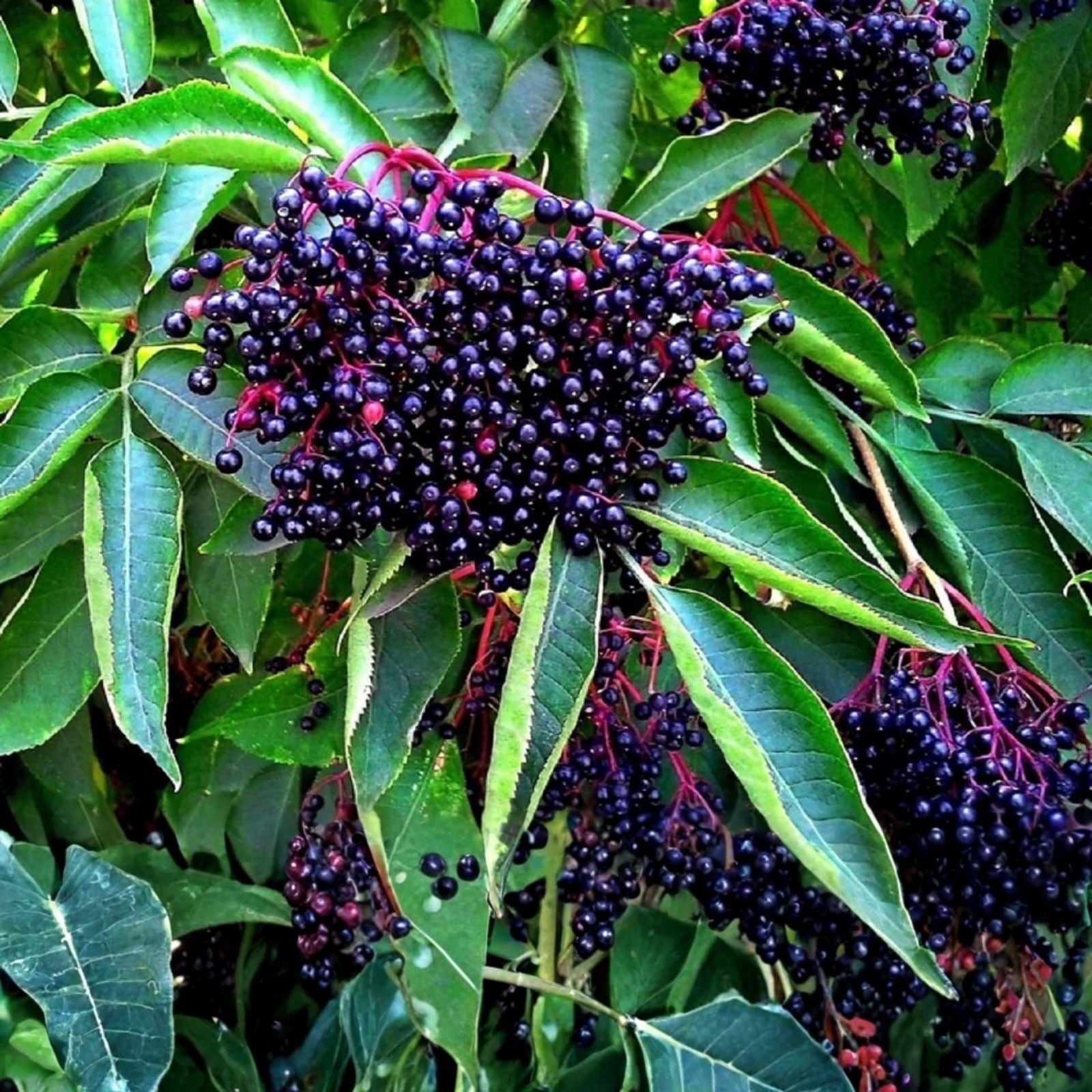 Elderberry Cuttings Sambucus nigra Black Berry Fruit Bearing Live Planting Material Organic Starter Plant