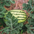 Heirloom Watermelon Seeds Klondike Striped Blue Ribbon Non-GMO Organic Citrullus lanatus Gardening Plant