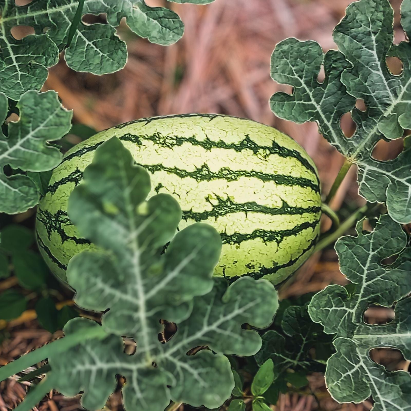 Heirloom Watermelon Seeds Klondike Striped Blue Ribbon Non-GMO Organic Citrullus lanatus Gardening Plant