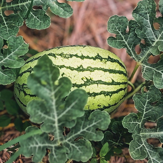 Heirloom Watermelon Seeds Klondike Striped Blue Ribbon Non-GMO Organic Citrullus lanatus Gardening Plant