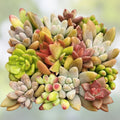 Assorted Succulent Cuttings 10 Varieties Live Plants Indoor Garden Decor DIY Plant Projects