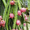Rare Dragon Fruit Cuttings 10 Pieces 8-12 Inches Pink Flesh Hylocereus undatus Fruit Plant - Easy to Grow