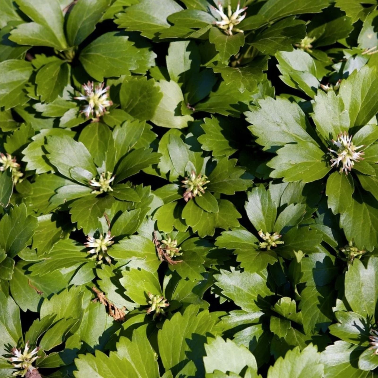 Pachysandra Ground Cover Plants – 20 Well Established Plants with Roots – Pachysandra terminalis – Evergreen Shade Groundcover – Fast Growing