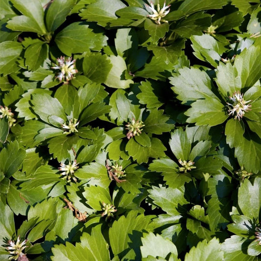 Pachysandra Ground Cover Plants – 20 Well Established Plants with Roots – Pachysandra terminalis – Evergreen Shade Groundcover – Fast Growing