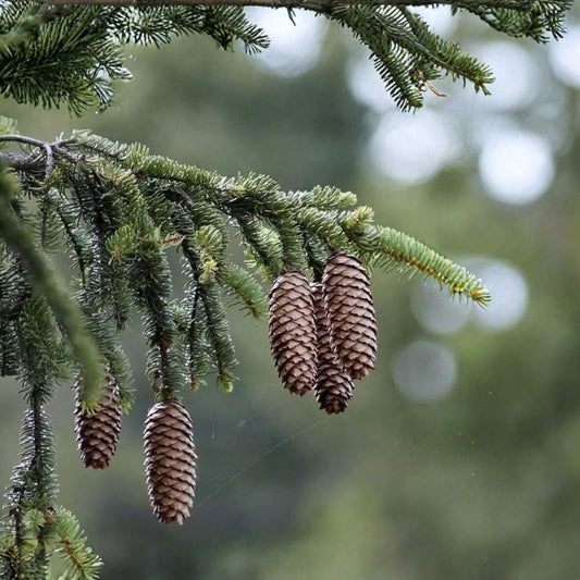 Norway Spruce Tree Live Plant Bare Root 8-16 Inches Drought Tolerant Wildlife Habitat Picea abies Zones 3-7