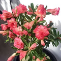 Adenium Arabicum x Socotranum Hybrid Succulent Plant, Desert Rose, 2.5" Pot, Rare Live Starter Plant, Houseplant, Cactus, Succulent