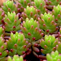 Sedum Rubrotinctum Jelly Bean Succulent Plant in 3x4” Pot, Colorful Green and Red Foliage, California Grown