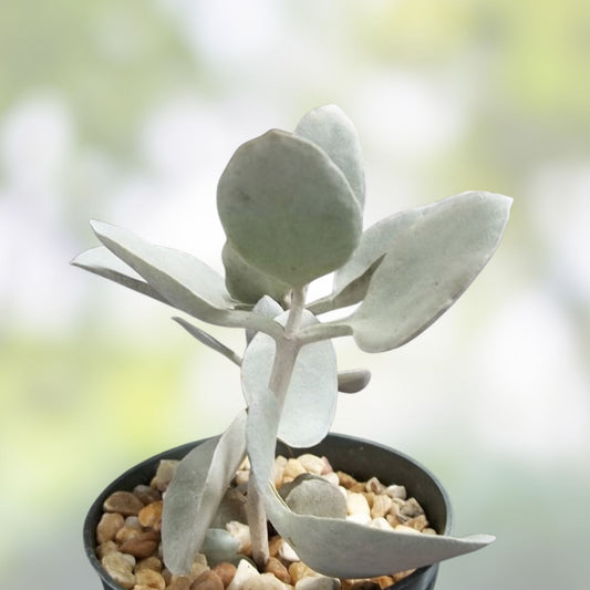 Kalanchoe Hildebrandtii Cutting 5" Silver Teaspoons Succulent Plant Bracteata Variegated Indoor Outdoor