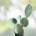 Prickly Pear Cactus Seeds Opuntia Robusta 10pk – Hardy Succulent Plant Seeds for Garden Landscaping