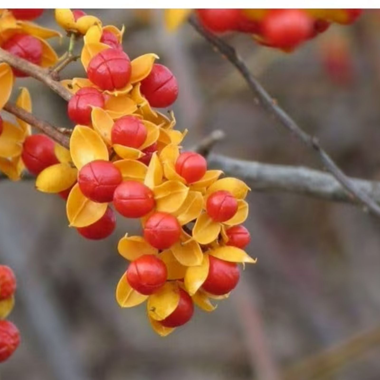 American Bittersweet Vine Seeds 20 Pack | Celastrus Scandens Hardy Climbing Plant Seeds for Garden, Landscape, Wildlife