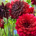 Dahlia Bulb Tuber Arabian Night Burgundy Red Black Flower Live Plant Butterfly Attracting Zone 3-11