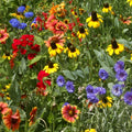 Wildflower Seed Mix 200 Varieties Organic Native Seeds for Garden Lawn Landscaping Shade Tolerant Live Plant or Cutting