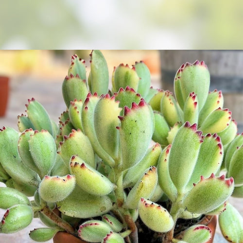2" Variegated Bear's Paw Succulent Cutting - Cotyledon tomentosa, Unrooted Plant, Rare Variegation, Easy Care, Fast Growing Succulent