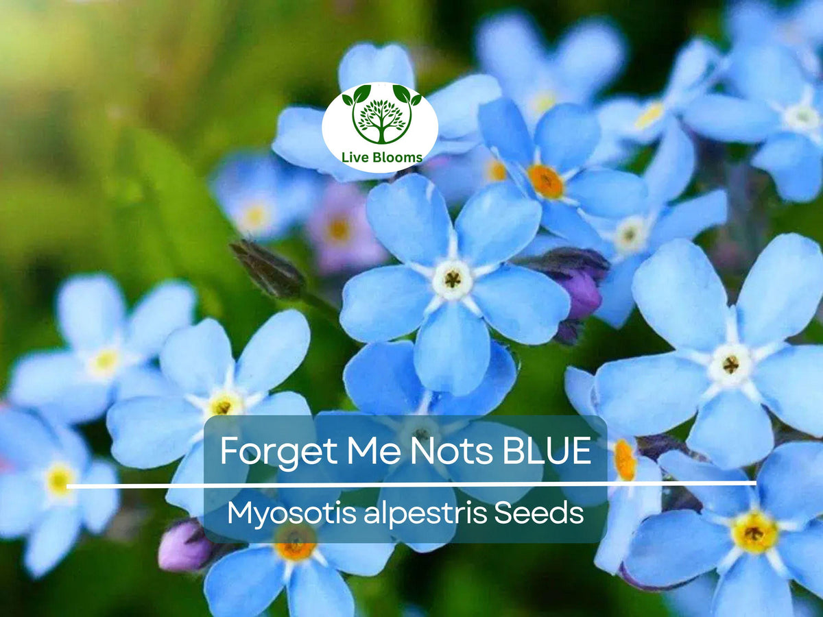 100 Seeds Forget Me Nots Blue Perennial Flowers Myosotis Non-GMO Garden Seeds Attracts Pollinators Cut Flower Ideal